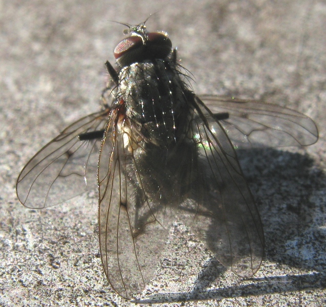 Helina sp. Muscidae ?