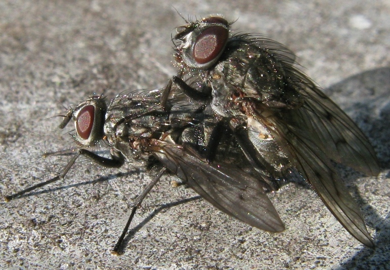 Helina sp. Muscidae ?