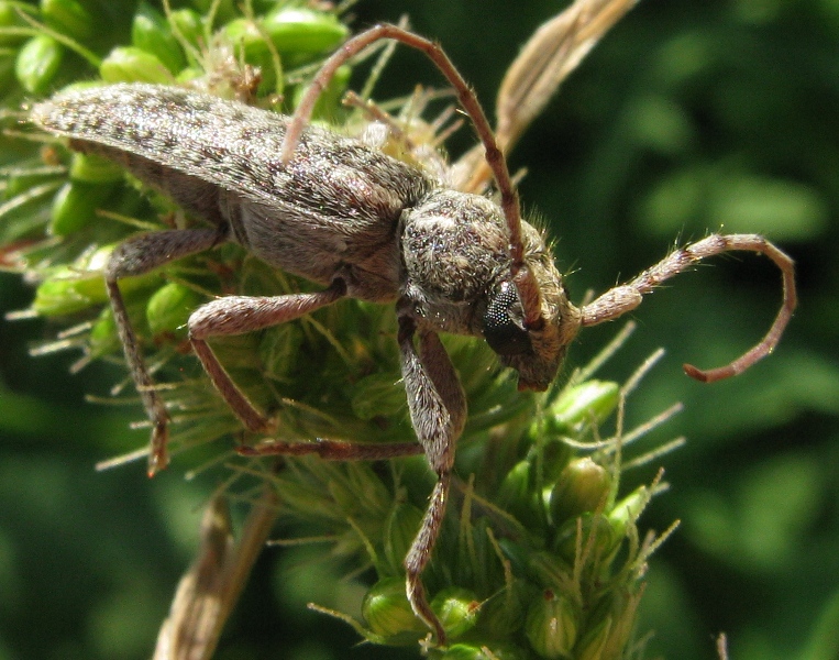 Trichoferus sp. ferito