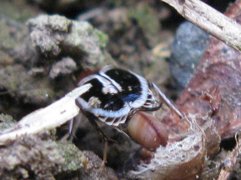 Phyllodromica marginata (Schreber, 1781) - forma erythronota