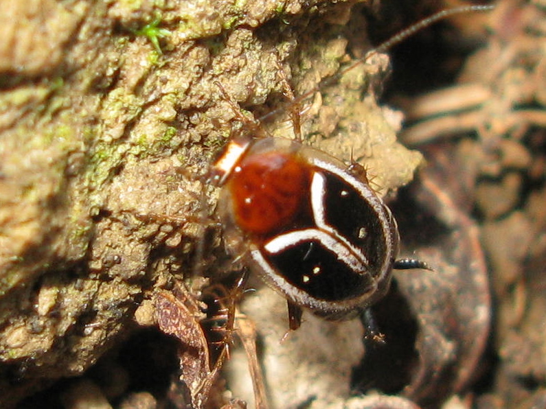 Phyllodromica marginata (Schreber, 1781) - forma erythronota