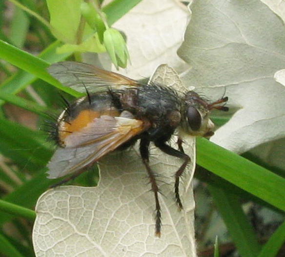 altra Thelaria (Tachinidae) ?