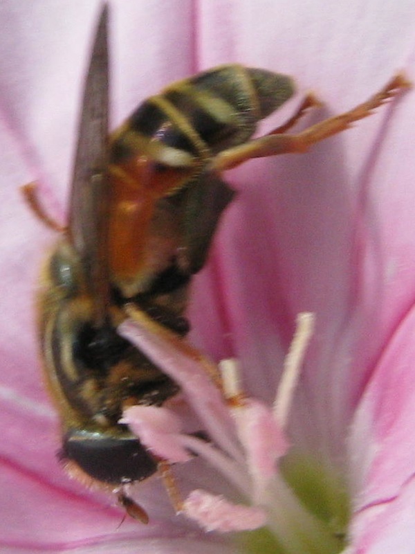 e un Syrphidae ?