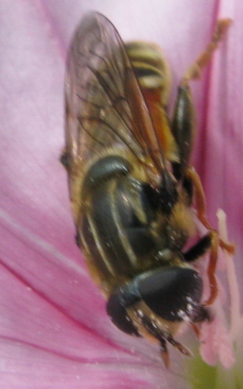 e un Syrphidae ?