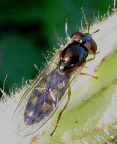 ancora 1 syrphidae