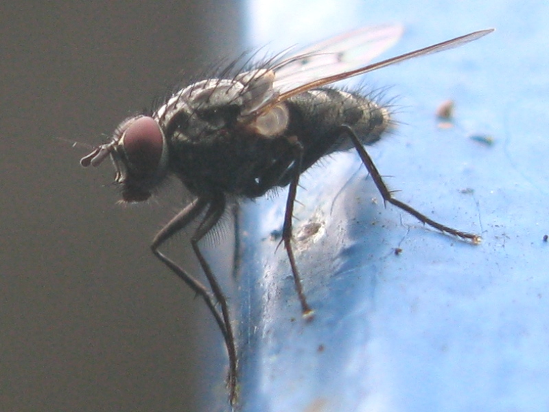 Phaonia fuscata  e Phaonia sp. ♂ (Muscidae).