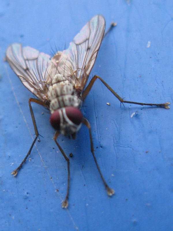 Phaonia fuscata  e Phaonia sp. ♂ (Muscidae).