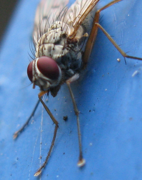 Phaonia fuscata  e Phaonia sp. ♂ (Muscidae).