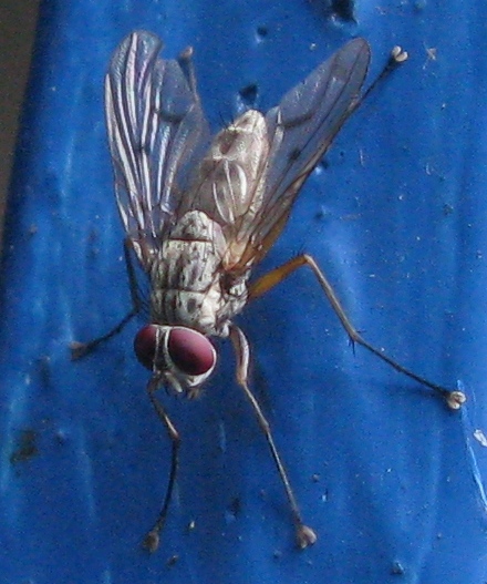 Phaonia fuscata  e Phaonia sp. ♂ (Muscidae).