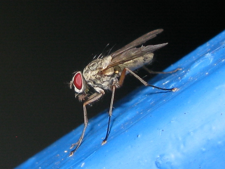 Phaonia fuscata  e Phaonia sp. ♂ (Muscidae).