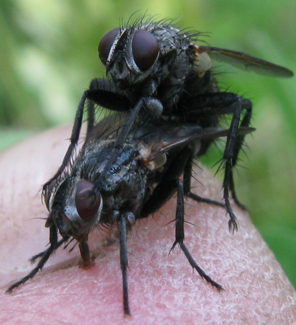 Tachinidae