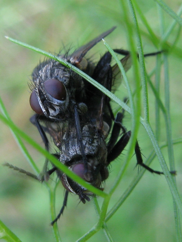 Tachinidae