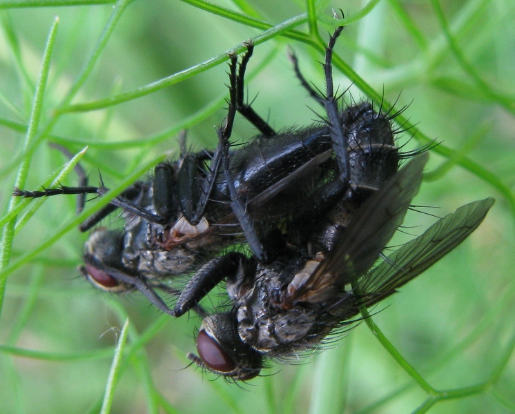 Tachinidae