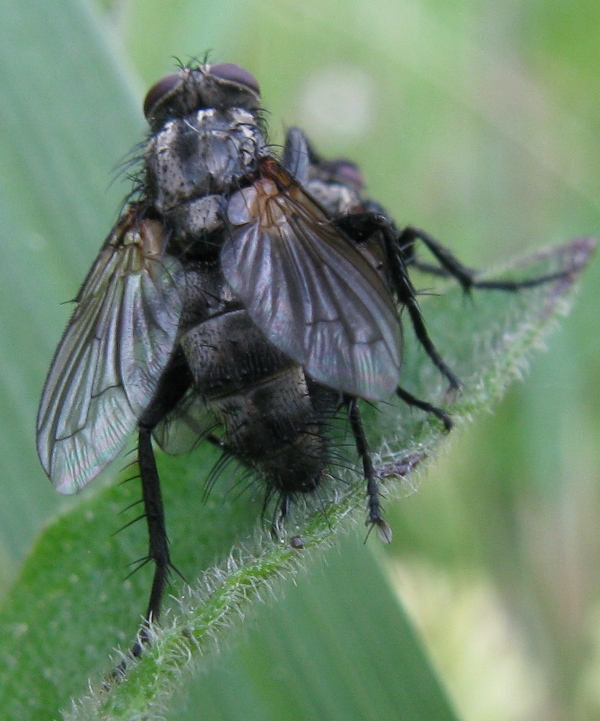 Tachinidae