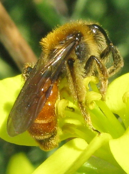 Andrena sp.