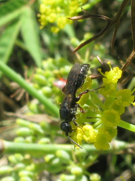 femmina di Tiphia femorata