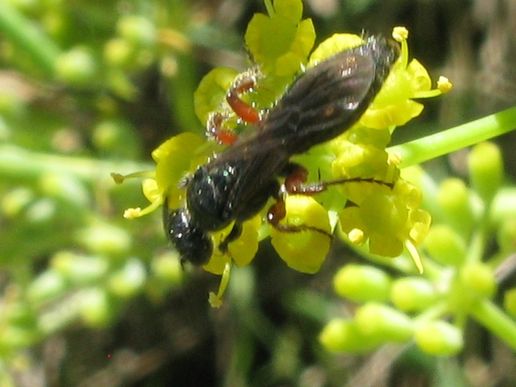 femmina di Tiphia femorata