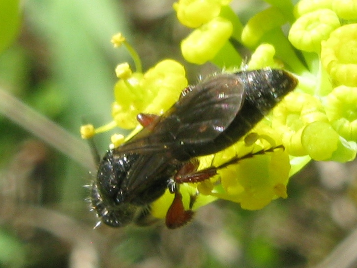 femmina di Tiphia femorata