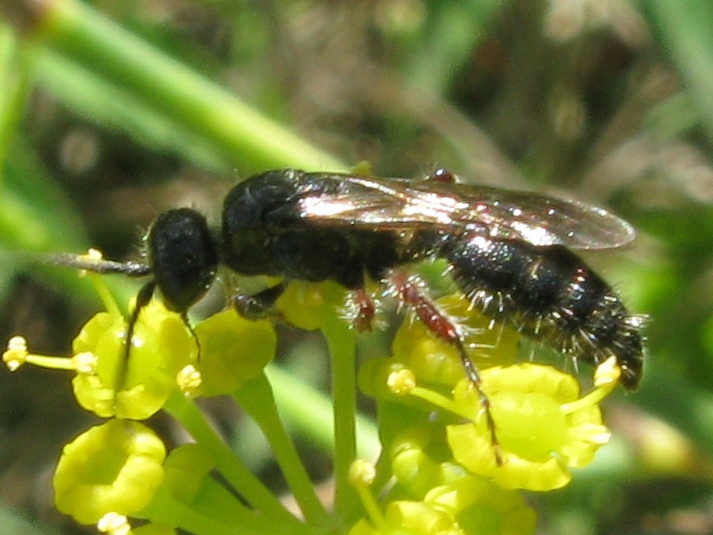 femmina di Tiphia femorata