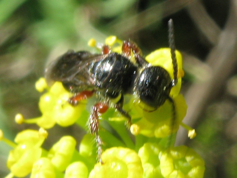 femmina di Tiphia femorata