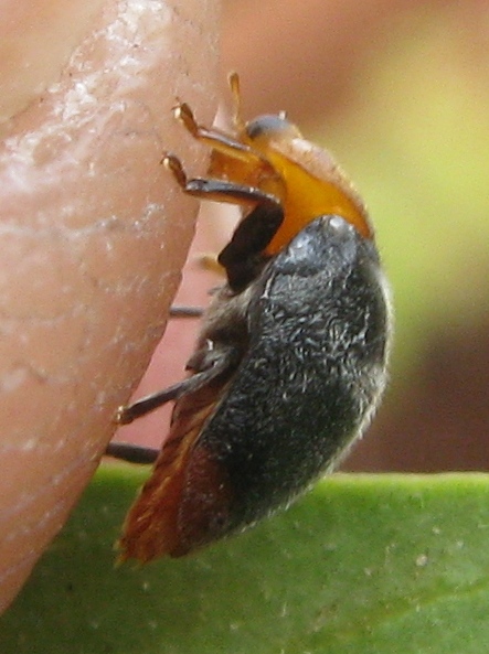 Cryptolaemus montrouzieri