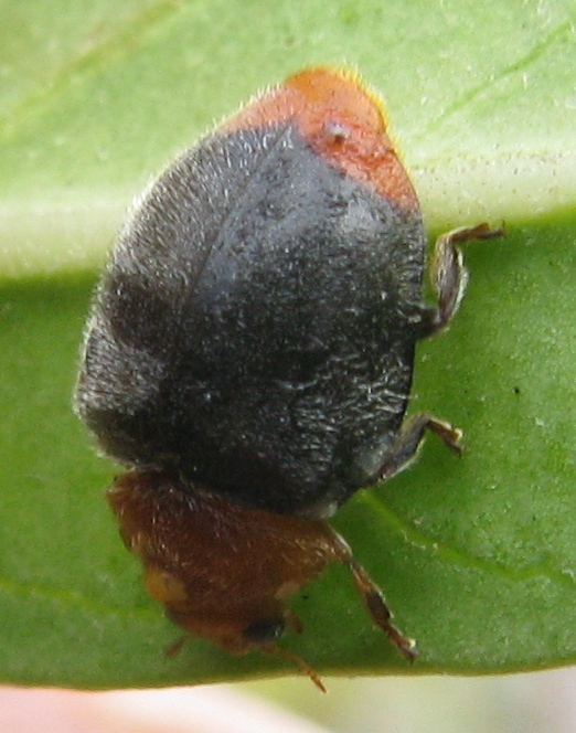 Cryptolaemus montrouzieri