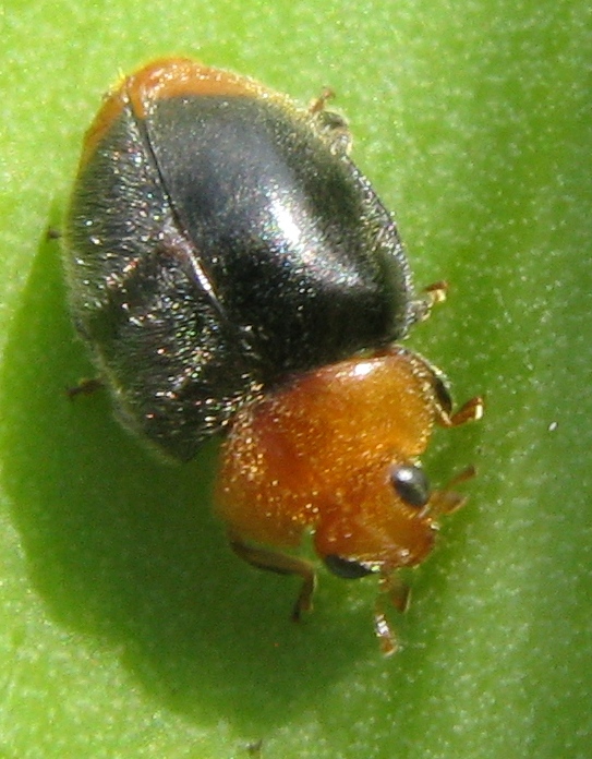 Cryptolaemus montrouzieri