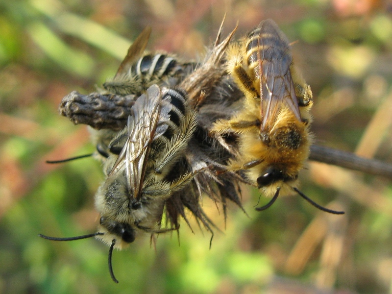 dormitorio ? maschi di Dasypoda sp. (Apidae Melittinae)