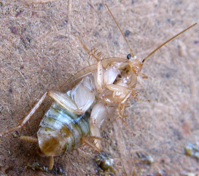 Ectobiidae sfortunato, predato da Zoropsis sp.