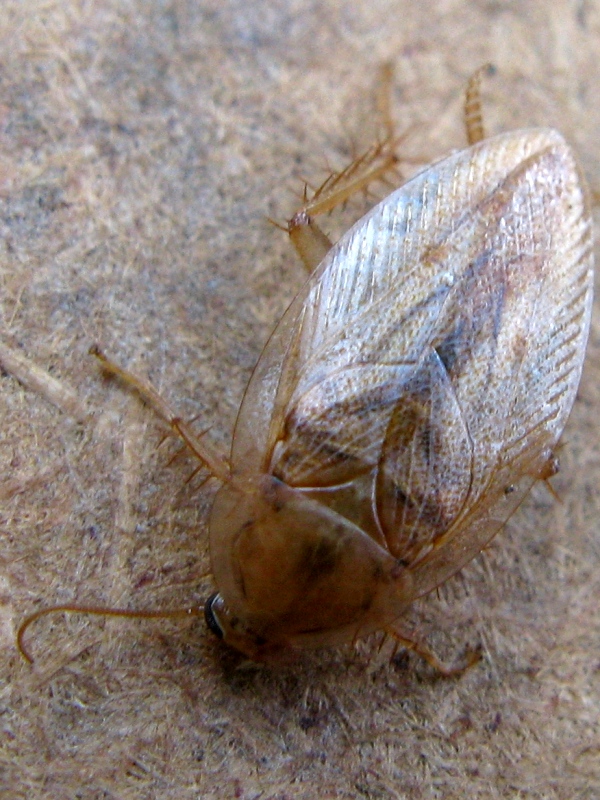 Ectobiidae sfortunato, predato da Zoropsis sp.