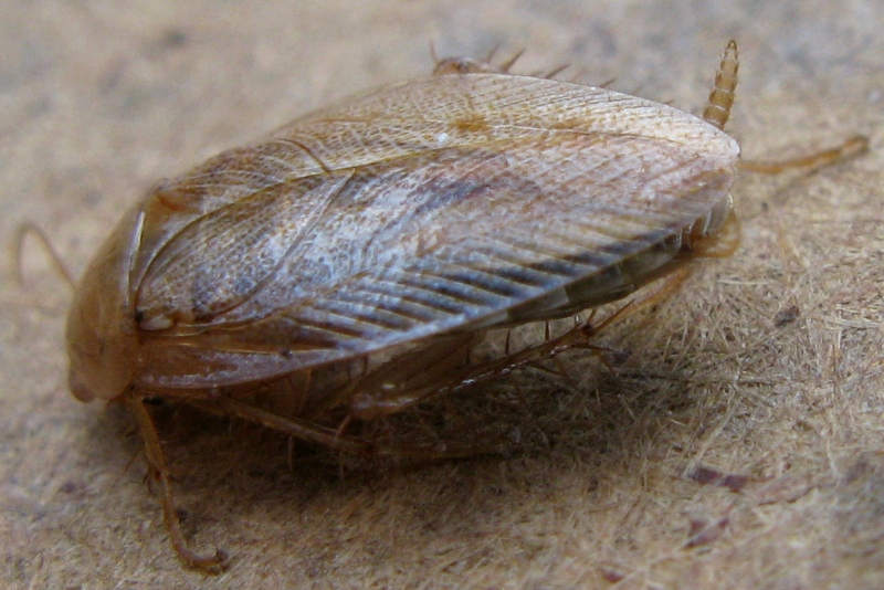 Ectobiidae sfortunato, predato da Zoropsis sp.