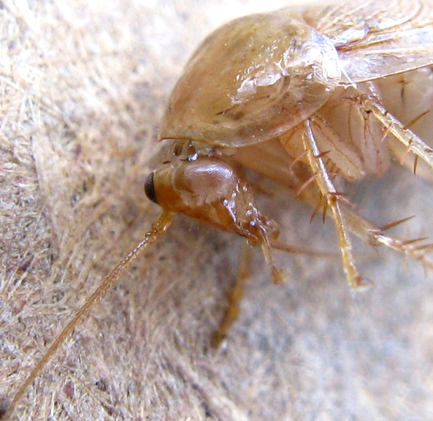 Ectobiidae sfortunato, predato da Zoropsis sp.