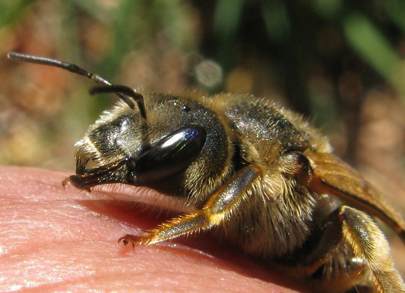 femmina di Halictus sp.