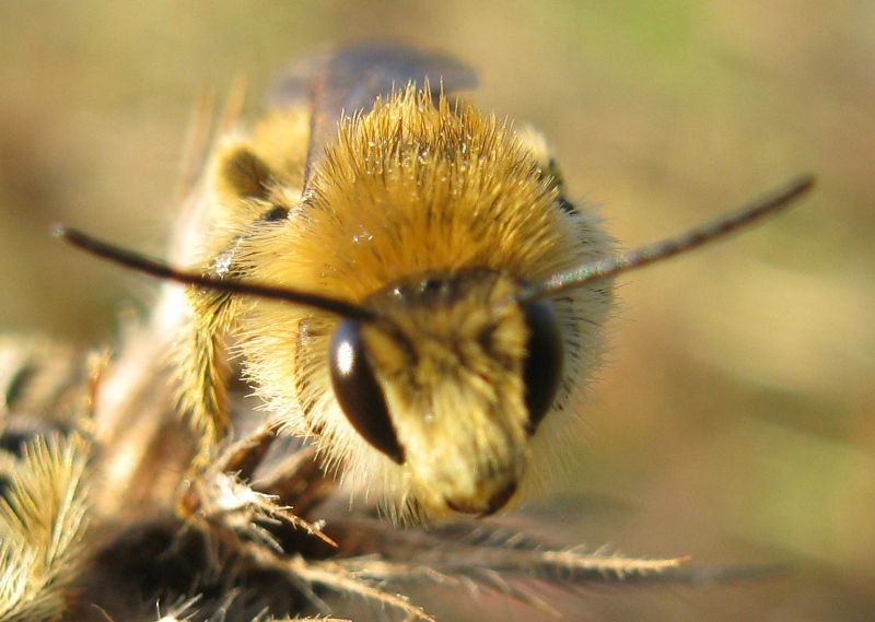 dormitorio ? maschi di Dasypoda sp. (Apidae Melittinae)