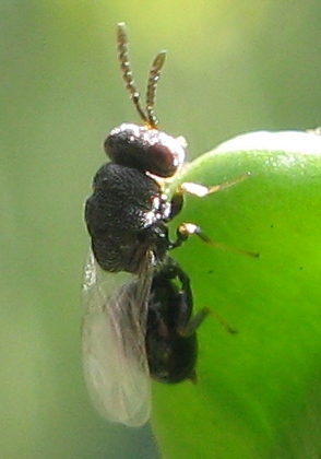 Chalcididae di 3/4mm