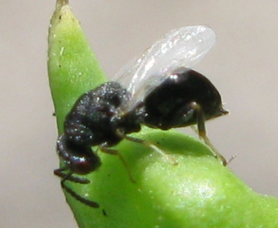 Chalcididae di 3/4mm