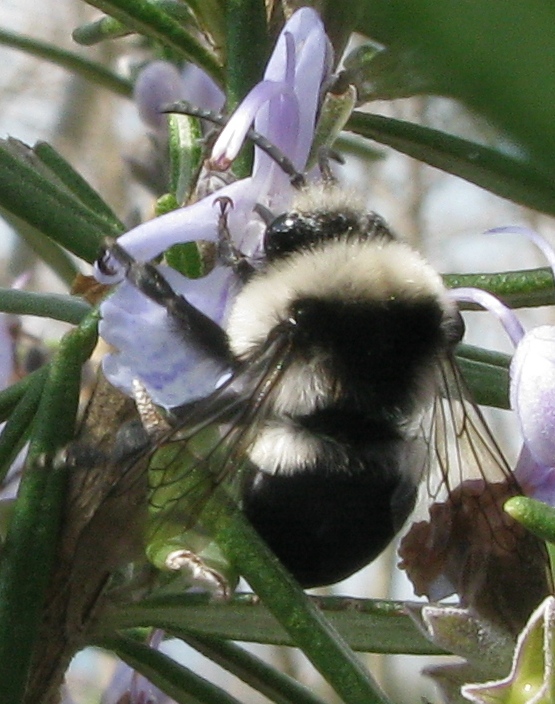 ancora Melecta luctuosa