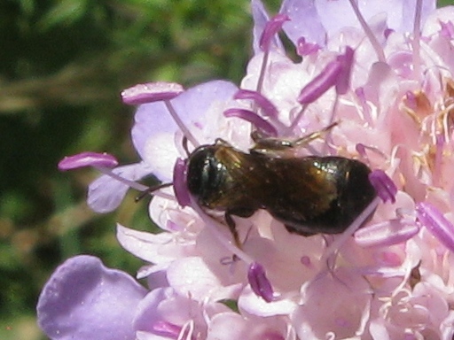 Chalicodoma parietina