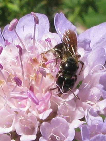 Chalicodoma parietina