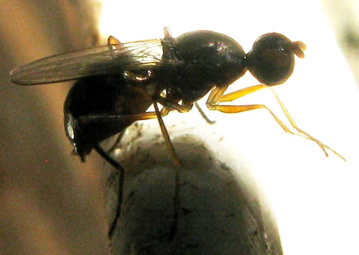 Sepsidae