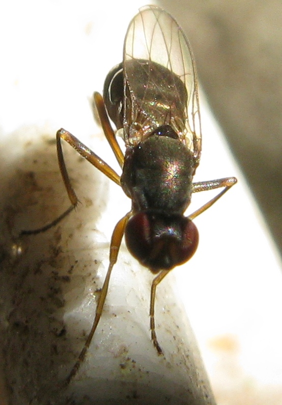 Sepsidae