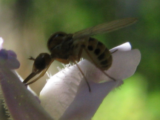 Cephalodromia sp. (Mythicomyiidae)