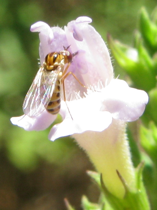 Cephalodromia sp. (Mythicomyiidae)