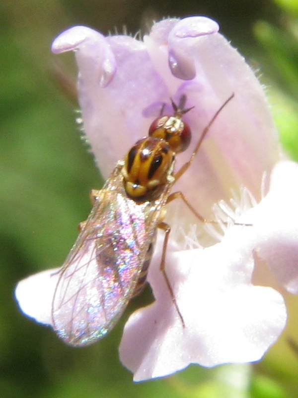 Cephalodromia sp. (Mythicomyiidae)