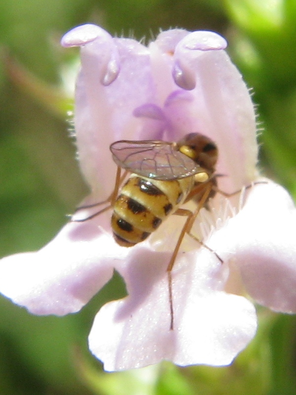 Cephalodromia sp. (Mythicomyiidae)