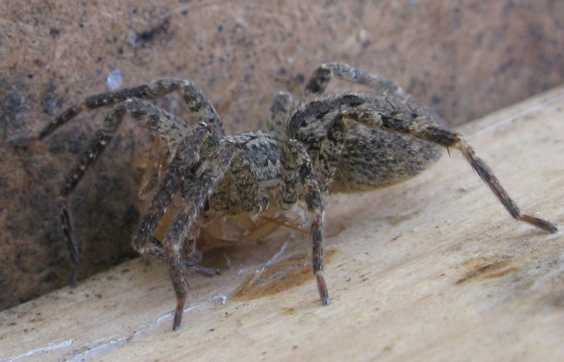 Ectobiidae sfortunato, predato da Zoropsis sp.