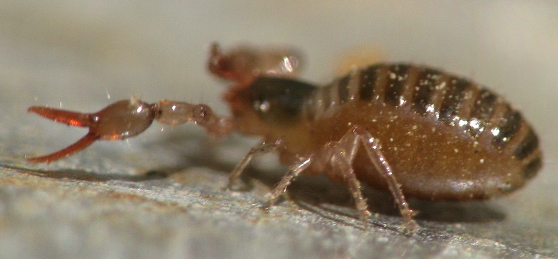 Pseudoscorpione, Neobisiidae