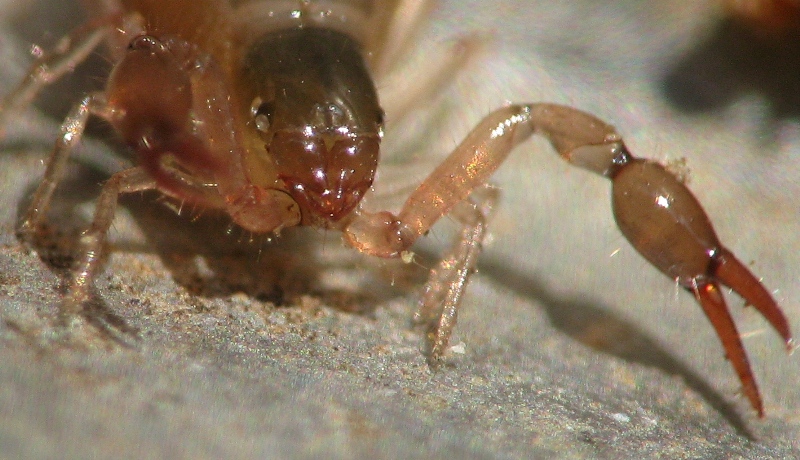 Pseudoscorpione, Neobisiidae