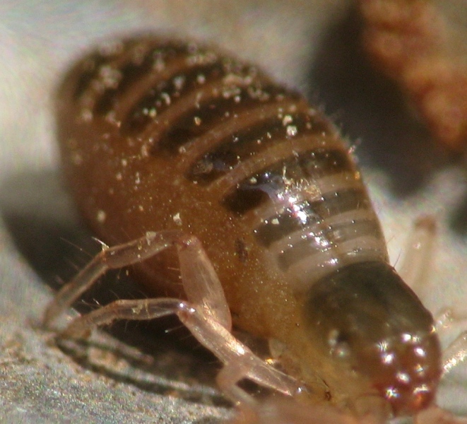 Pseudoscorpione, Neobisiidae