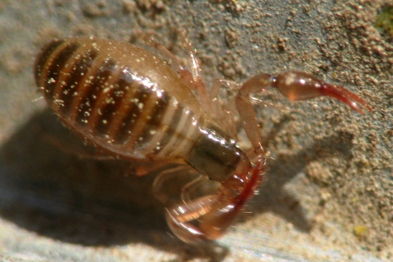 Pseudoscorpione, Neobisiidae